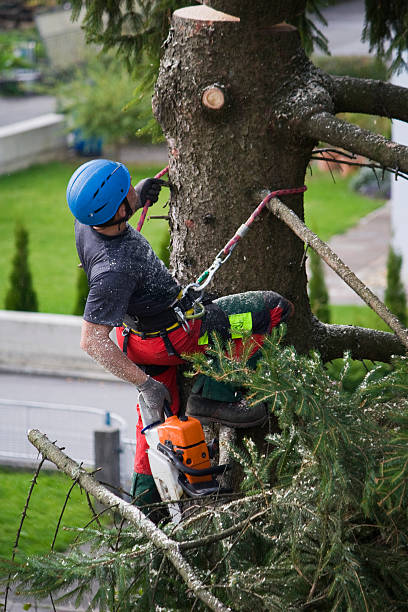 Trusted Lake Sherwood, CA Tree Services Experts