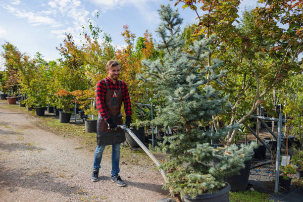 Best Storm Damage Tree Cleanup  in Lake Sherwood, CA