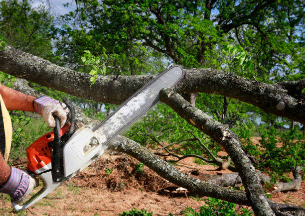 Best Tree Trimming and Pruning  in Lake Sherwood, CA